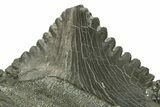 Bizarre Shark (Edestus) Jaw Section with Teeth - Carboniferous #269659-3